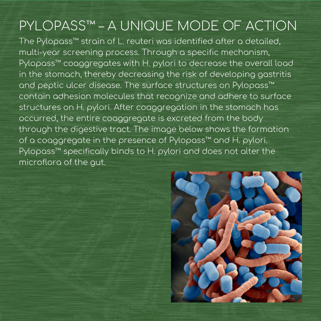 Pylopass™ - 120 Capsules - 200 Billion CFU/g - Supports Elimination of Harmful Bacteria H. Pylori in Stomach & Gut
