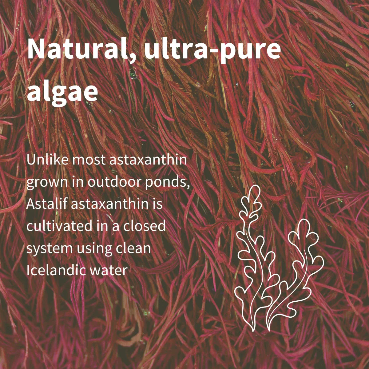 Close-up of red algae with text about Astalif astaxanthin cultivation.