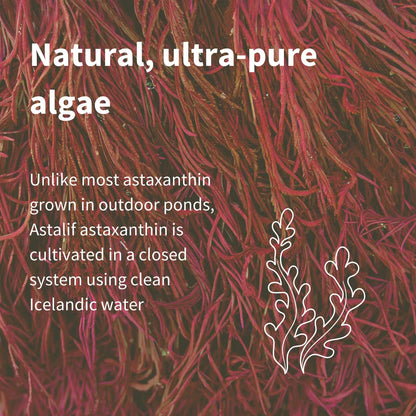 Close-up of red algae with text about Astalif astaxanthin cultivation.