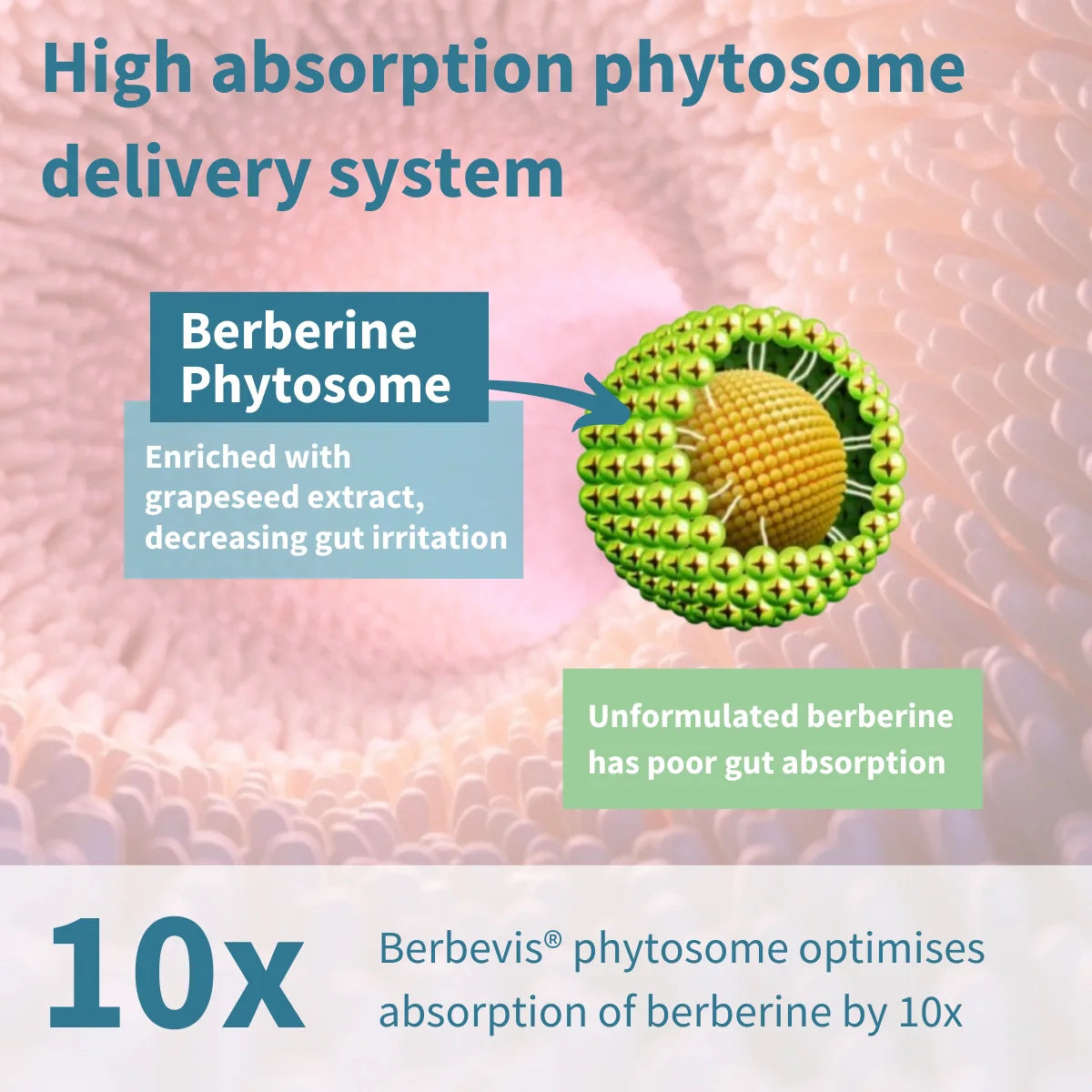 Berberine phytosome delivery system with text explaining its benefits on a pink background.