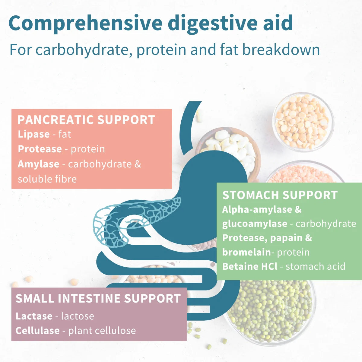 Diagram of digestive system with text on pancreatic, stomach, and small intestine support enzymes.