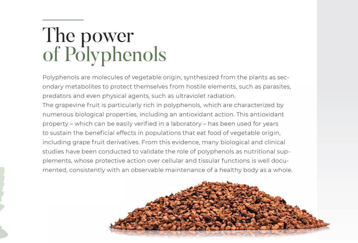 Text about polyphenols with a pile of dark brown powder on a white background