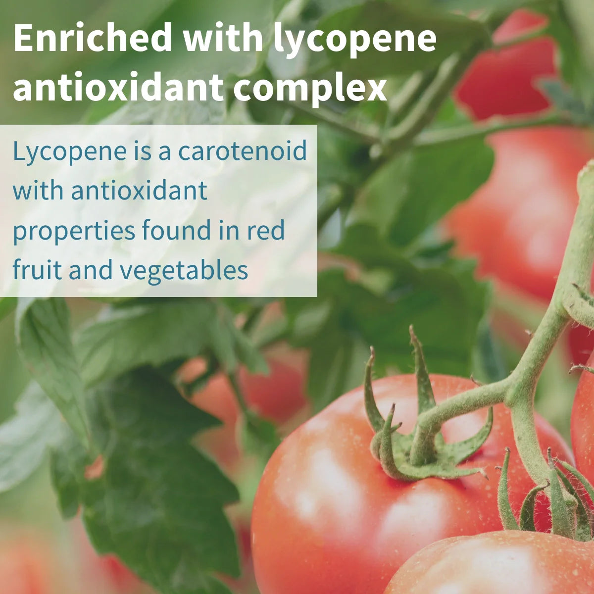 Tomatoes on a vine with text about lycopene antioxidant complex
