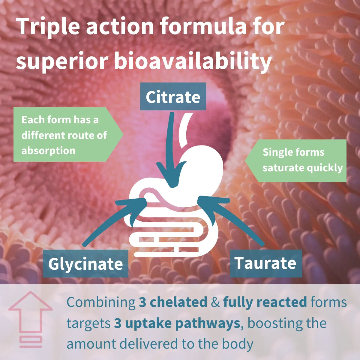 Diagram of a triple action formula for superior bioavailability with citrate, glycinate, and taurate.
