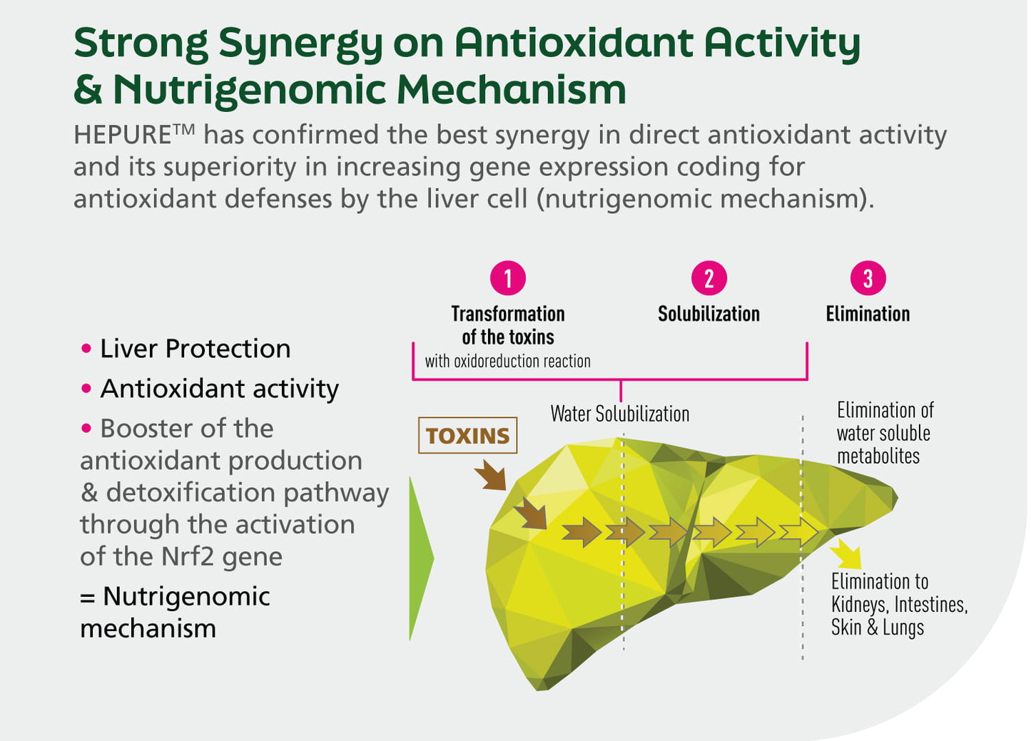 Diagram explaining the antioxidant activity and nutrigenomic mechanism of a product, with text and arrows indicating the process.