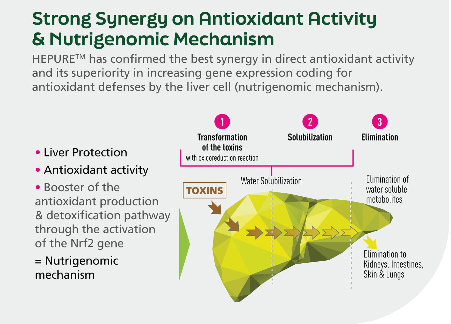 Diagram explaining the antioxidant activity and nutrigenomic mechanism of a product, with text and arrows indicating the process.