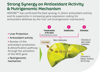 Diagram explaining the antioxidant activity and nutrigenomic mechanism of a product, with text and arrows indicating the process.