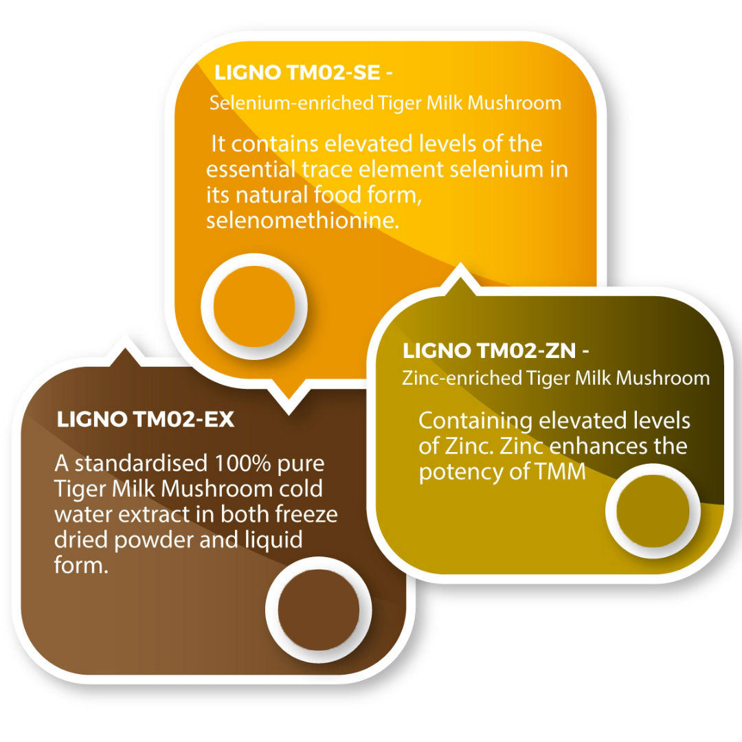 Three text boxes with information about different types of Tiger Milk Mushroom products on a white background.